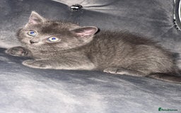 British Shorthair cats for sale: Kittens for sale bradford - Image 3