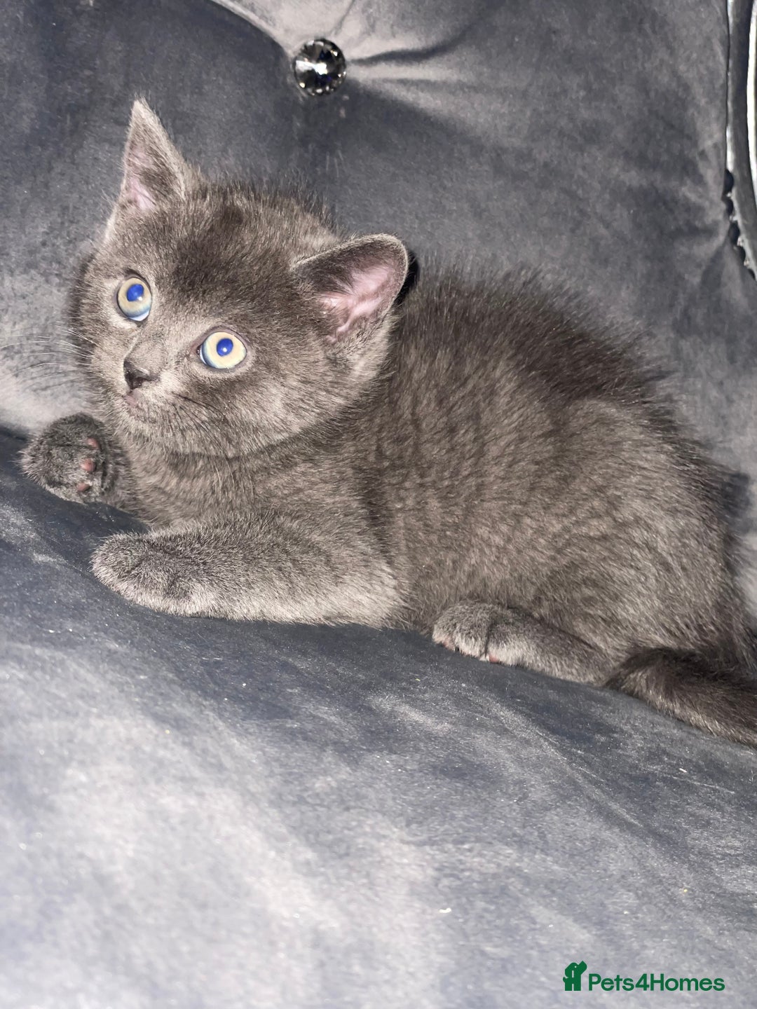 British Shorthair cats for sale: Kittens for sale bradford - Image 3