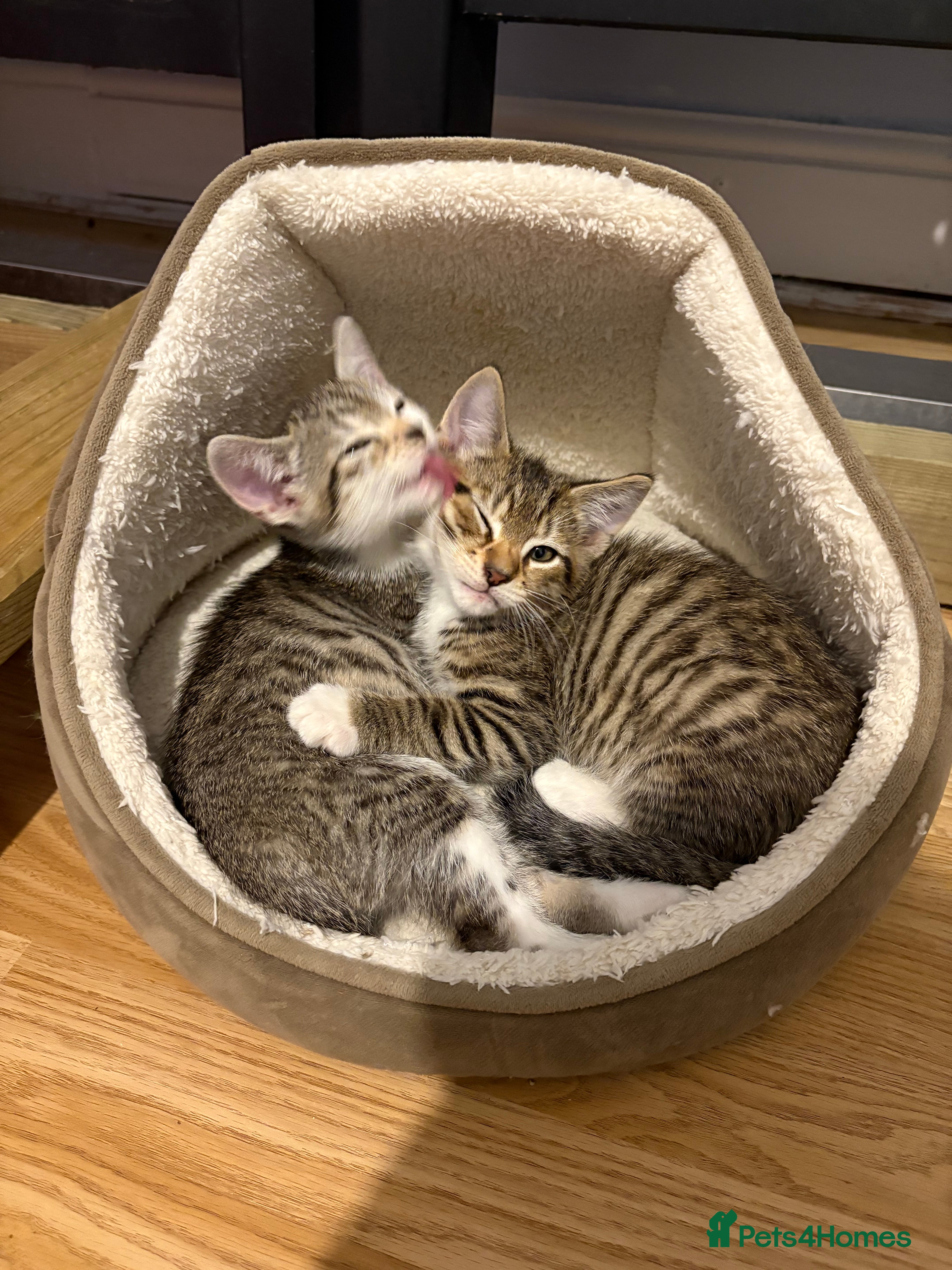 Mixed Breed cats Beautiful kittens awaiting their forever homes ❤️ - Advert 9