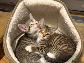 Mixed Breed cats Beautiful kittens awaiting their forever home ❤️ - Advert 14