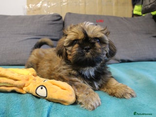 Shih Tzu dogs LAST BOY PUPPY SHIH TZU LEFT - READY TO LEAVE - Advert 13