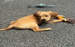 Golden Retriever dogs for sale: Last Stunning Male Pup Health Tested Parents  - Image 34