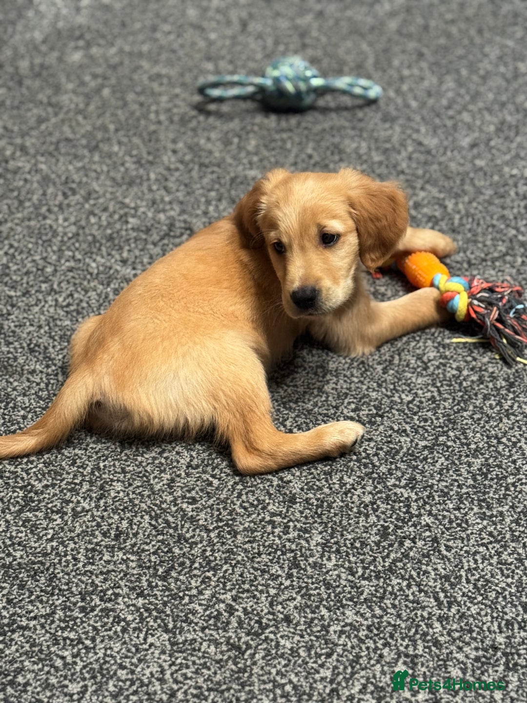 Golden Retriever dogs for sale: Last Stunning Male Pup Health Tested Parents  - Image 34