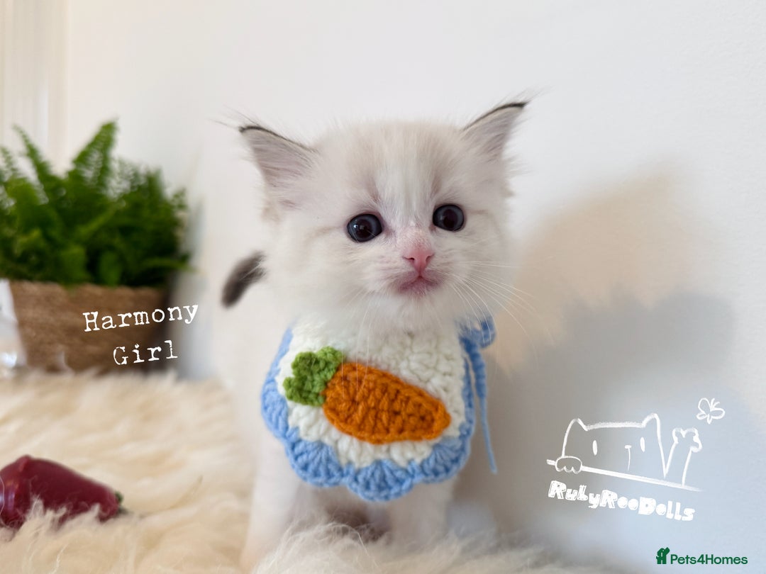 Ragdoll cats for sale: 🌟DNA Test🏆GCCF/TICA Championship Ragdoll Kitten - Advert 9