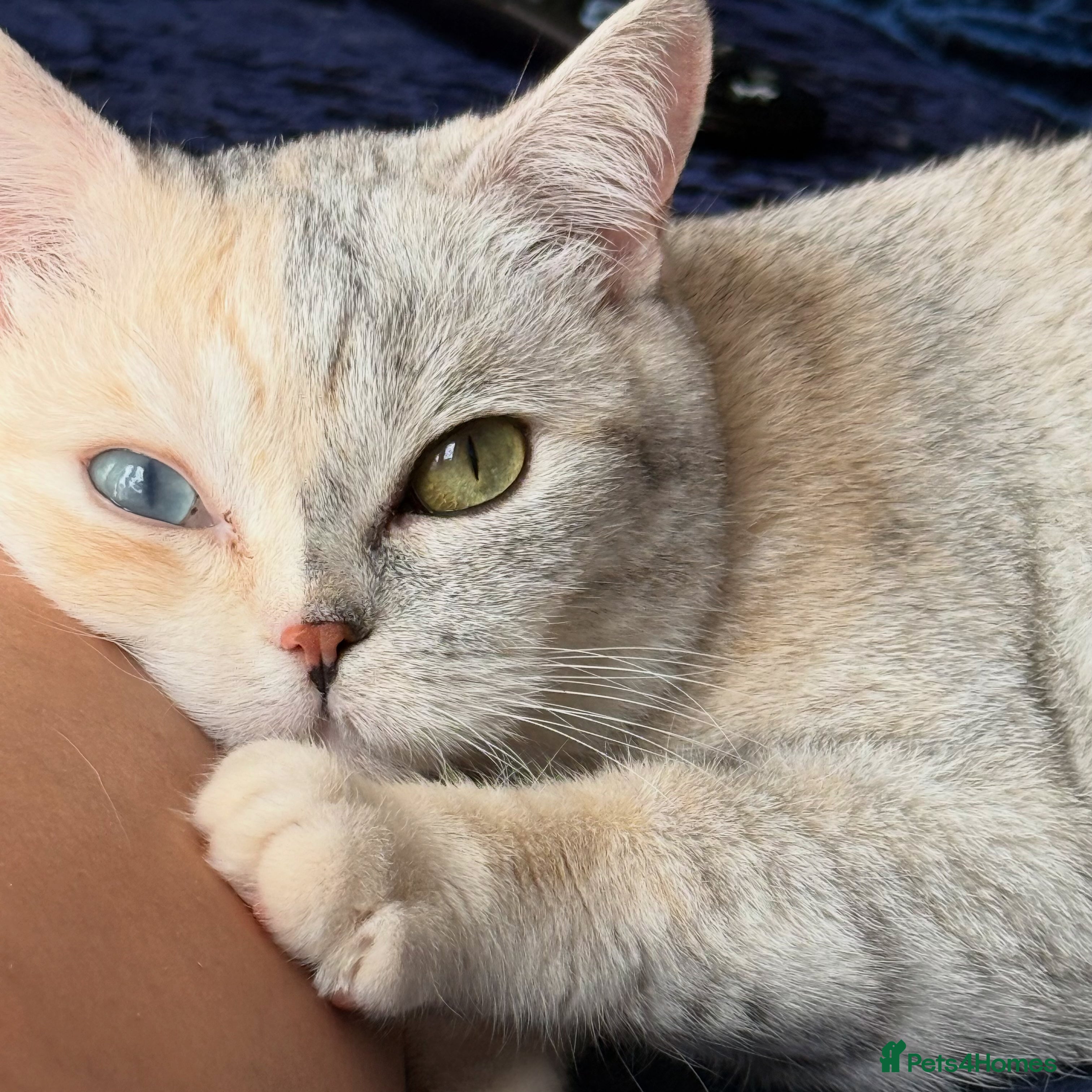 British Shorthair cats ON HOLD Britishshorthair odd eyes  - Advert 1