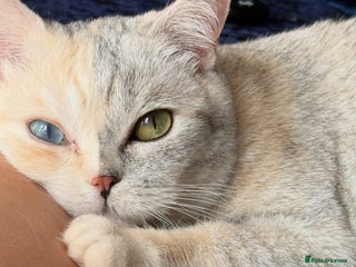 British Shorthair cats ON HOLD Britishshorthair odd eyes - Advert 1