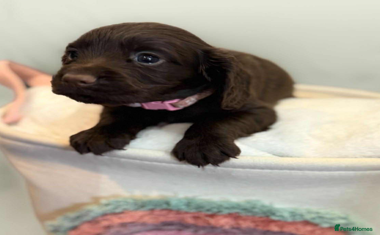 Cocker Spaniel dogs - Advert 2