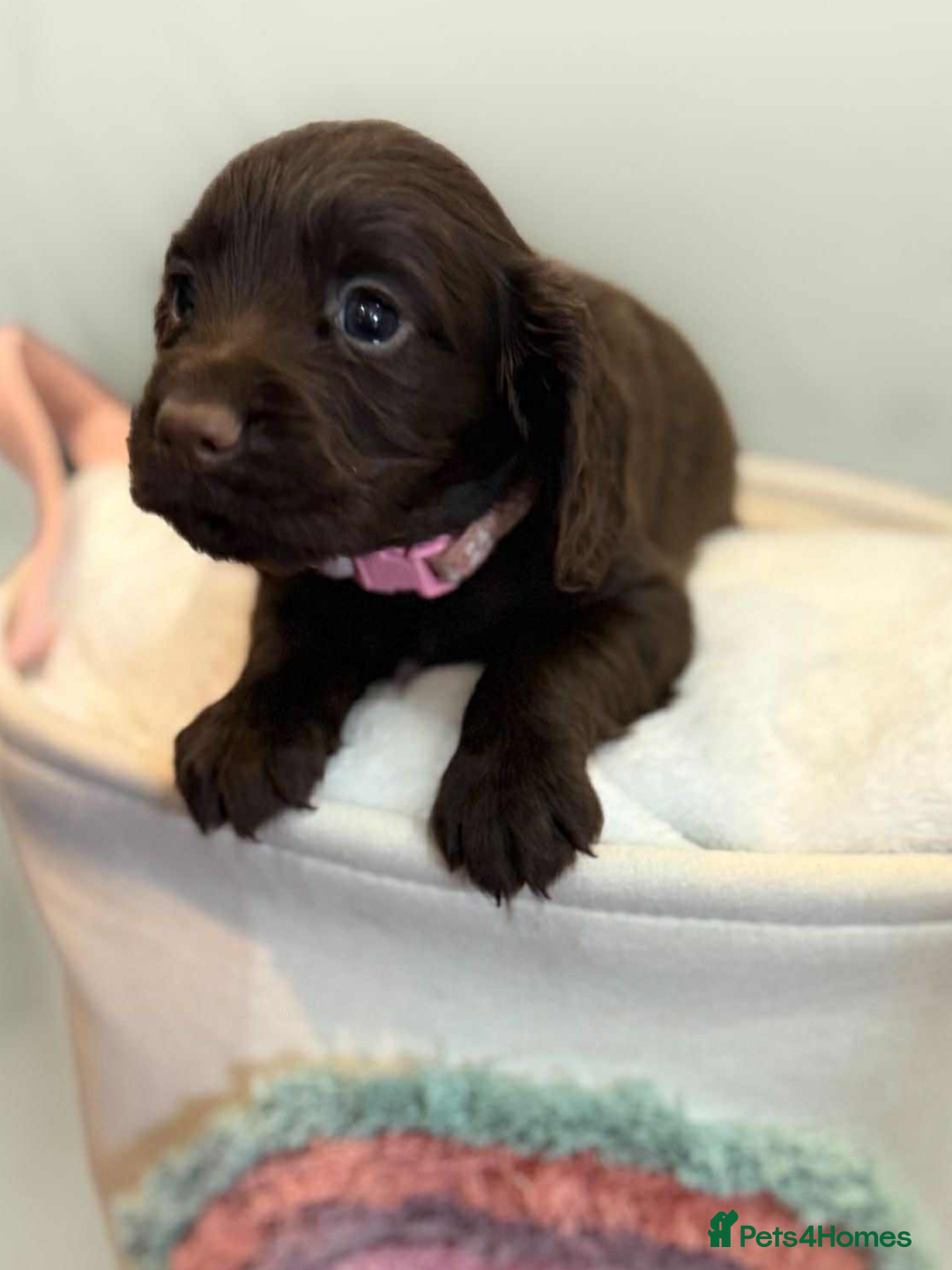 Cocker Spaniel dogs for sale: Cocker spaniel pups KC REG & COUNCIL LICENSED  - Image 17