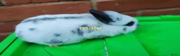 Lionhead rabbits for sale: Lionhead rabbit babies  - Advert 2