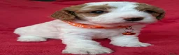 Cavapoo dogs for sale: Adorable Cavapoo Puppies From Licensed Breeder - Advert 25