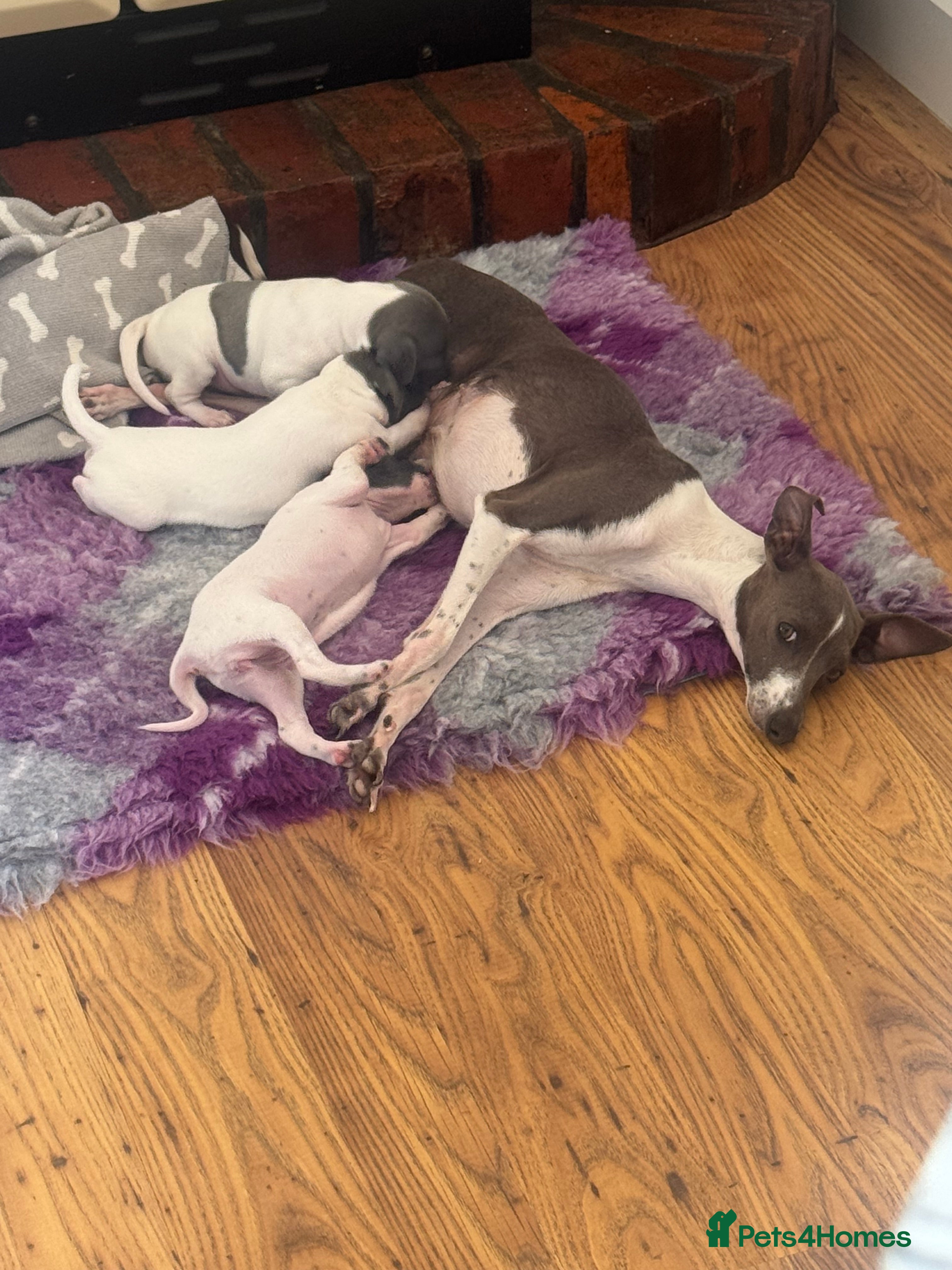 Italian Greyhound dogs Stunning KC Registered Boy Ready Now - Advert 1