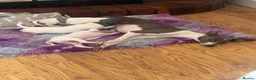 Italian Greyhound dogs for sale: Stunning KC Registered Ready Now - Advert 3