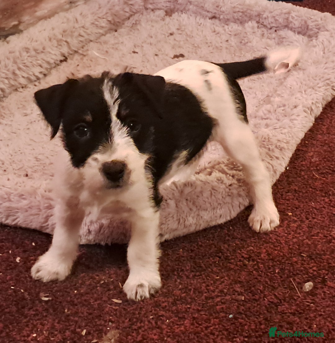 Jack Russell dogs for sale: KC Jack Russell pups, DNA Clear- LOA, SCA, PLL - Advert 29