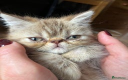 Exotic cats for sale: Female exotic Persian  - Image 6