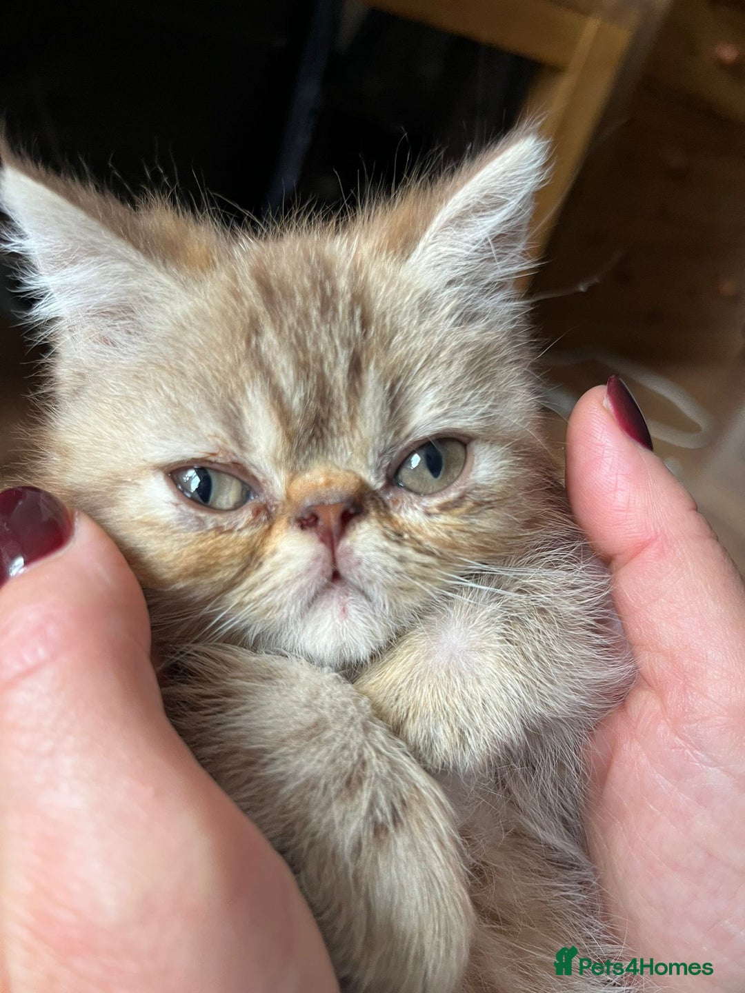 Exotic cats for sale: Female exotic Persian  - Image 6