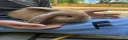 Continental Giant rabbits for sale: gorgeous continental giantxFrench lop READY TO GO - Advert 17