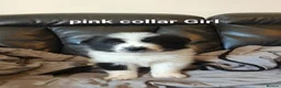 Mixed Breed dogs for sale: 5 gorgeous rare Samollie puppies  - Advert 9