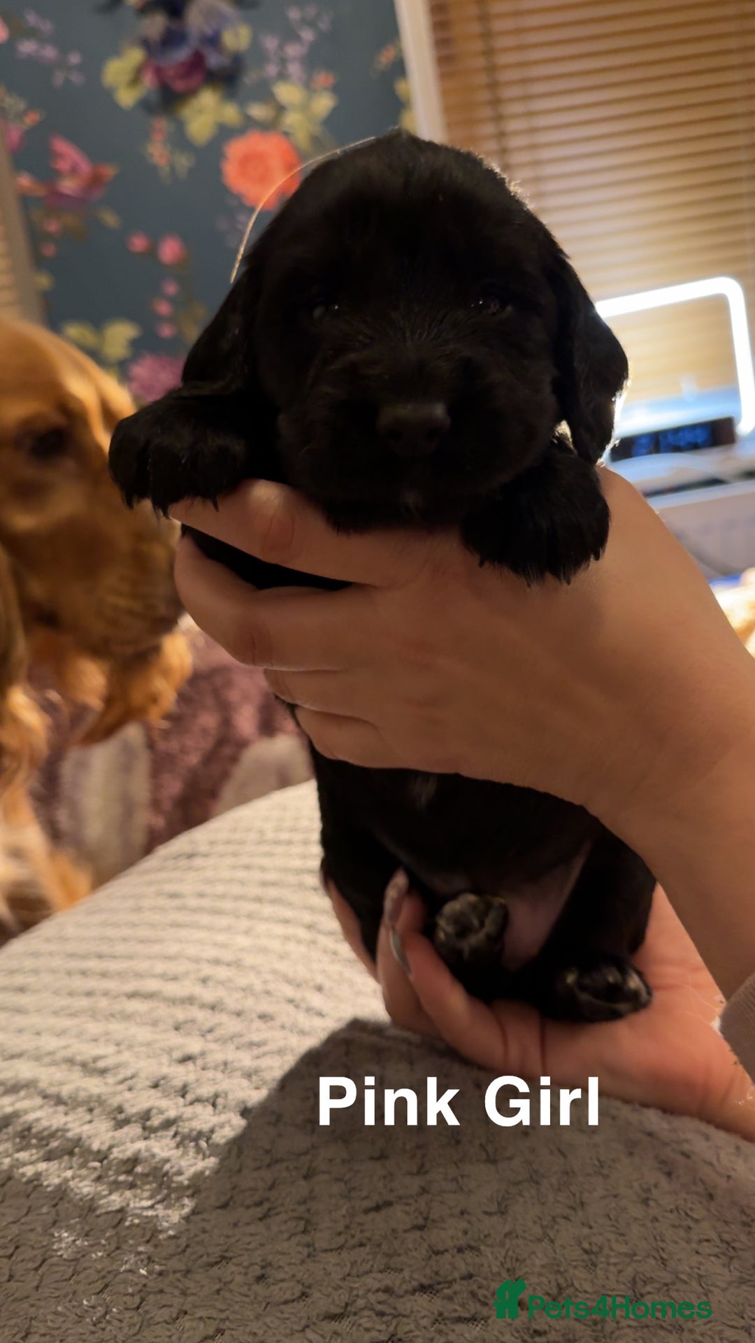 Cocker Spaniel dogs for sale: Cocker Spaniel Puppies looking for new home - Advert 10