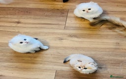 British Longhair cats for sale: 🐾🤩❤️Gold Angels - tiny stars 🐾❤️🐱 - Image 10