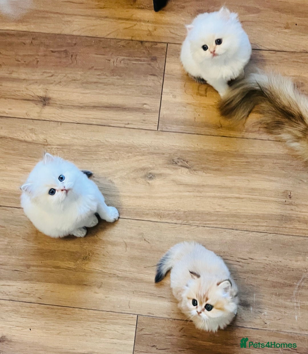 British Longhair cats for sale: 🐾🤩❤️Gold Angels - tiny stars 🐾❤️🐱 - Image 10