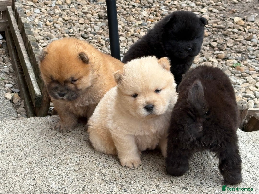 Chow Chow dogs for sale: KC REG CHOW CHOW PUPPIES - Image 10