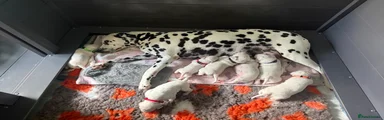 Dalmatian Puppy 6