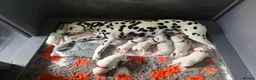 Dalmatian dogs for sale: Quality KC puppies in Beaminster - Advert 3