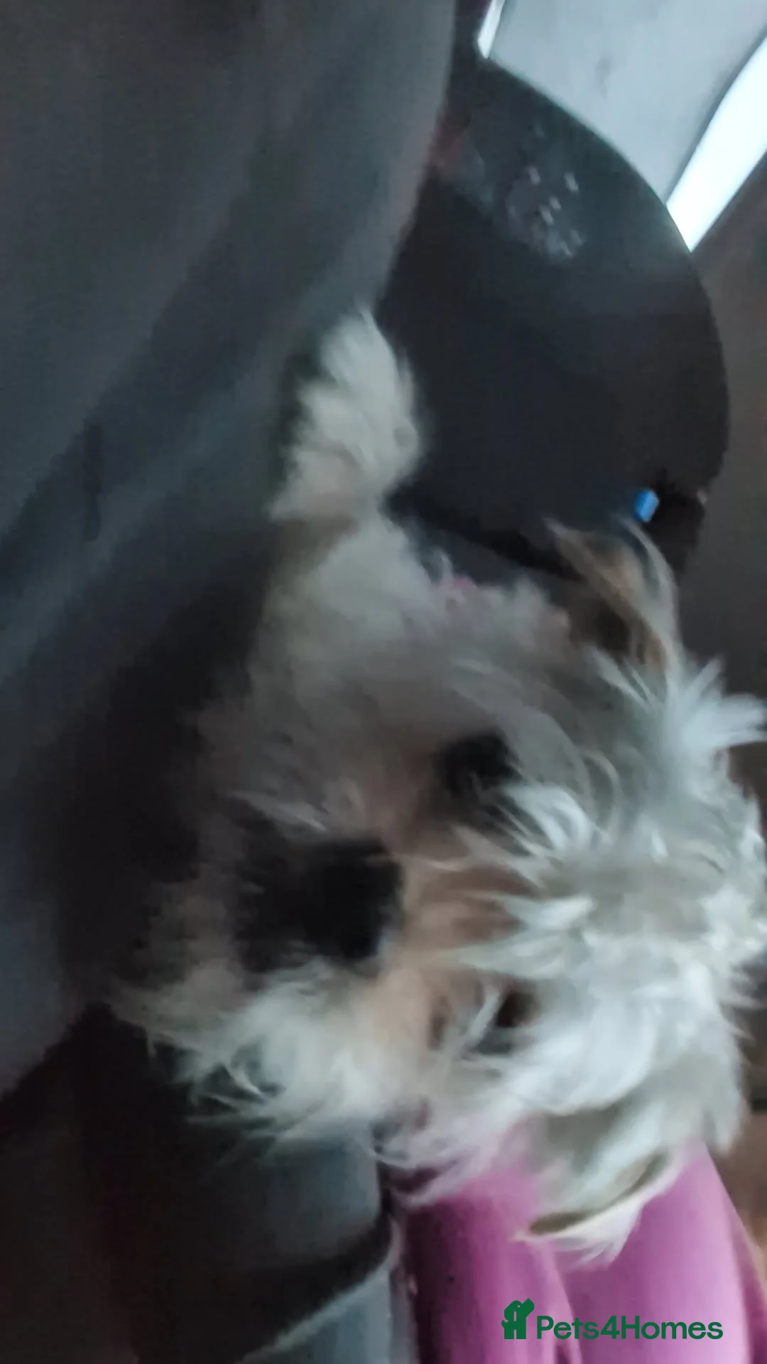 Morkie dogs for sale: Morkie (Maltese x Yorkie) - Advert 2