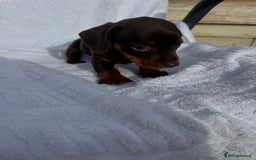 Dachshund dogs for sale: Dachshund Puppys miniature - Image 5