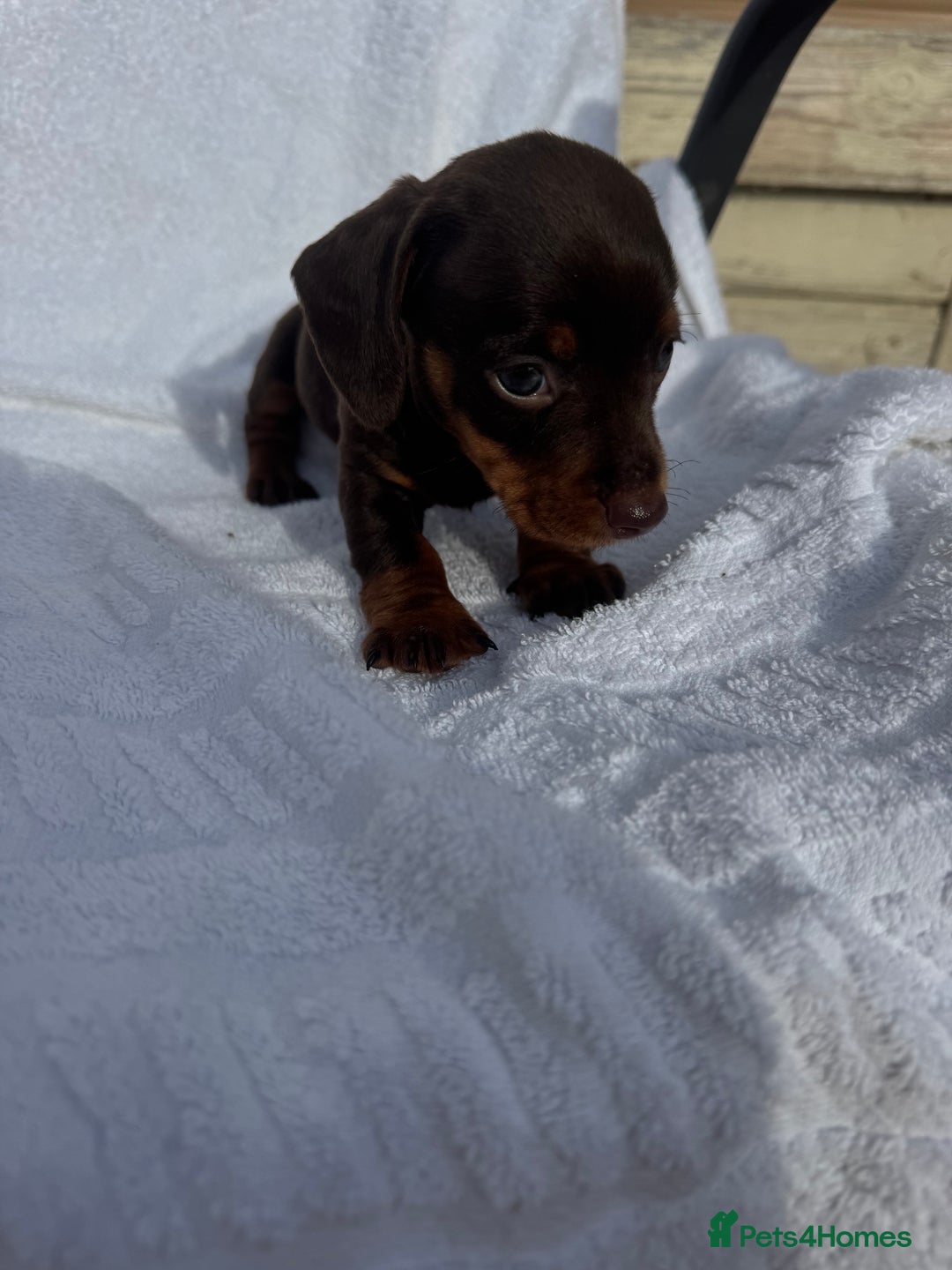 Dachshund dogs for sale: Dachshund Puppys miniature - Image 5