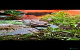 Tortoise reptiles for sale: Sulcata tortoise and set up - Image 5