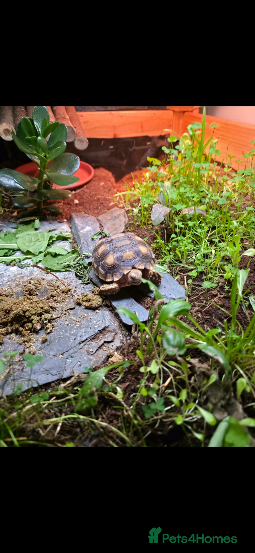 Tortoise reptiles for sale: Sulcata tortoise and set up - Image 5