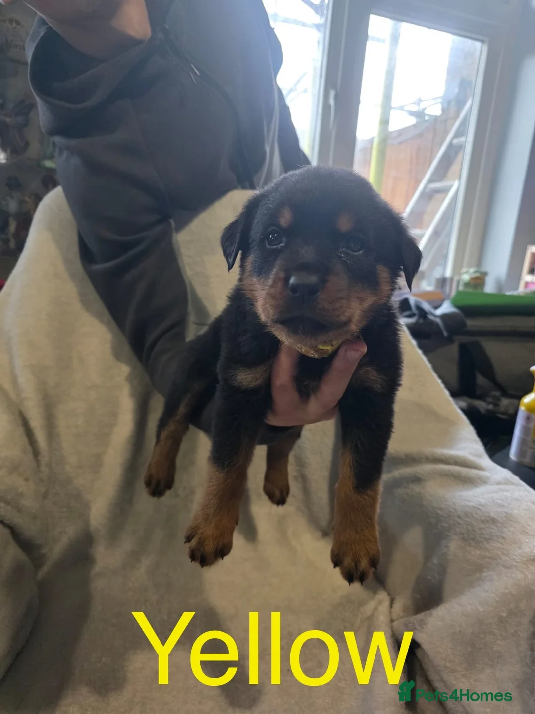 Rottweiler dogs for sale: Purebred Rottweiler Puppies ready to leave  - Advert 8