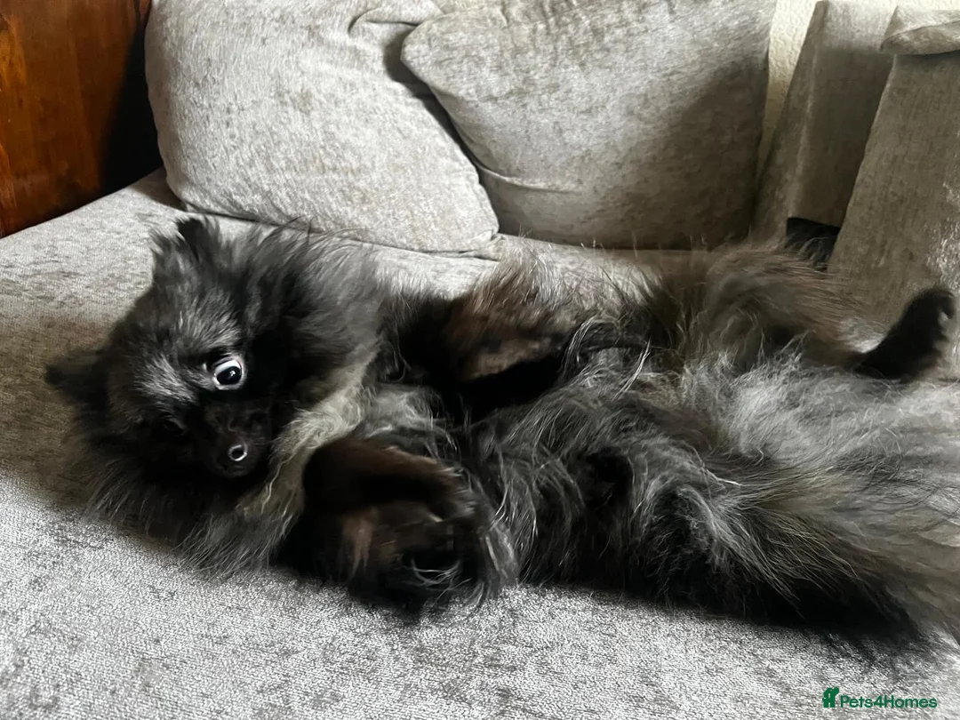 Pomeranian dogs for stud: Samson BLUE MERLE MALE FOR STUD in London - Advert 2