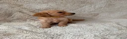 Golden Retriever dogs for sale: Outstanding golden retriever pups 🐶 - Advert 20