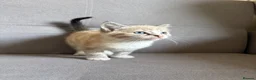 Ragdoll cats for sale: Last lynx ragdoll ready now - Advert 3