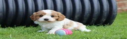 Cavachon dogs for sale: Beautiful Cavachon puppies for sale - Advert 15
