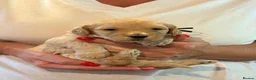 Labradoodle dogs for sale: 🐾 Labradoodle Puppies – Boys & Girls Available 🐾 - Advert 31