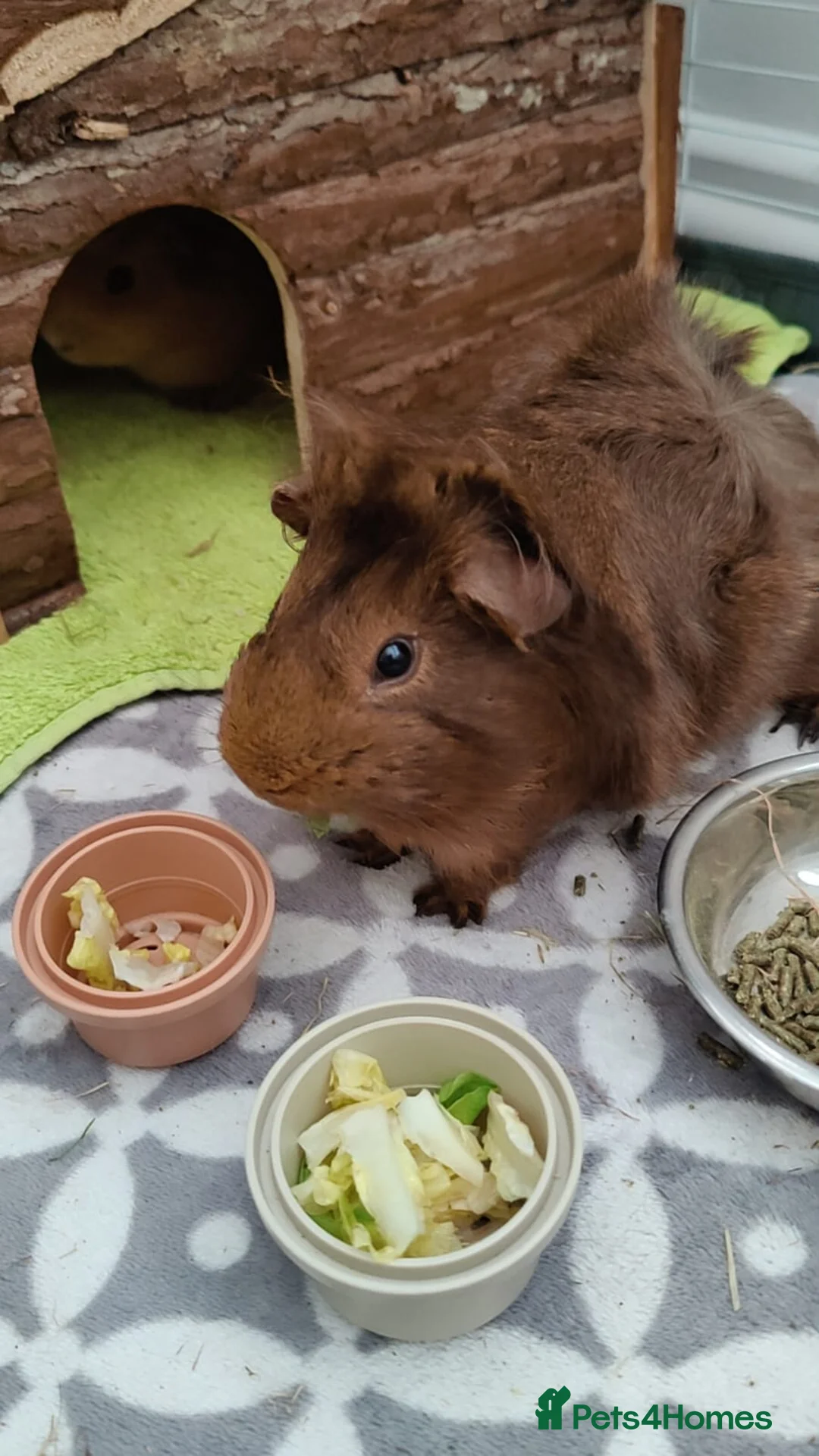 Guinea Pig rodents for sale: 2 Guinea Pigs With Large Cage & Accessories in Wednesbury - Advert 2
