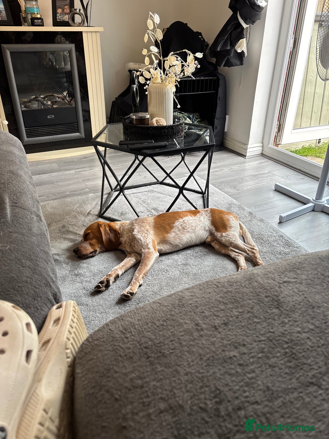 Beaglier dogs for sale: 13 month old beaglier  - Advert 7