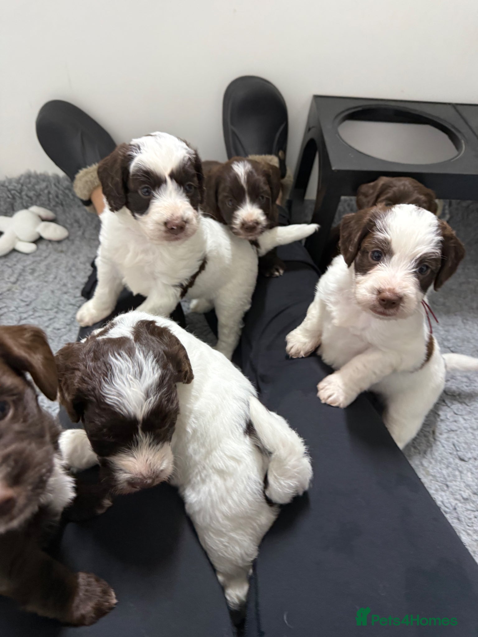 Mixed Breed dogs Miniature Mega Coat Schnockerpoo - Advert 14