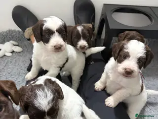 Mixed Breed dogs Miniature Mega Coat Schnockerpoo - Advert 4