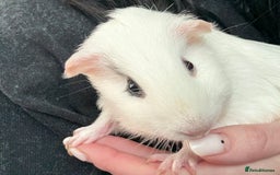 Guinea Pig rodents for sale: 2 female guinea pigs and kavee cage - Advert 2