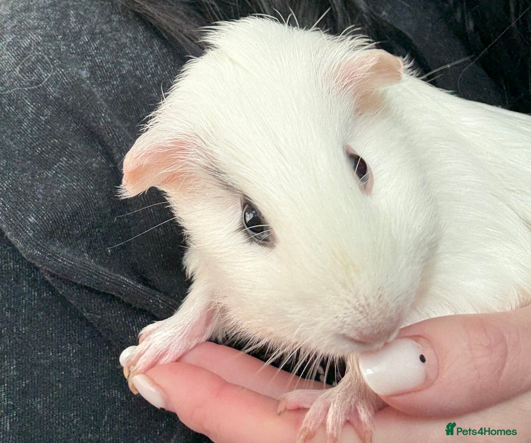 Guinea Pig rodents for sale: 2 female guinea pigs and kavee cage - Advert 2