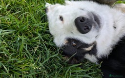 Border Collie dogs for sale: 17 month Border Collie  - Image 7