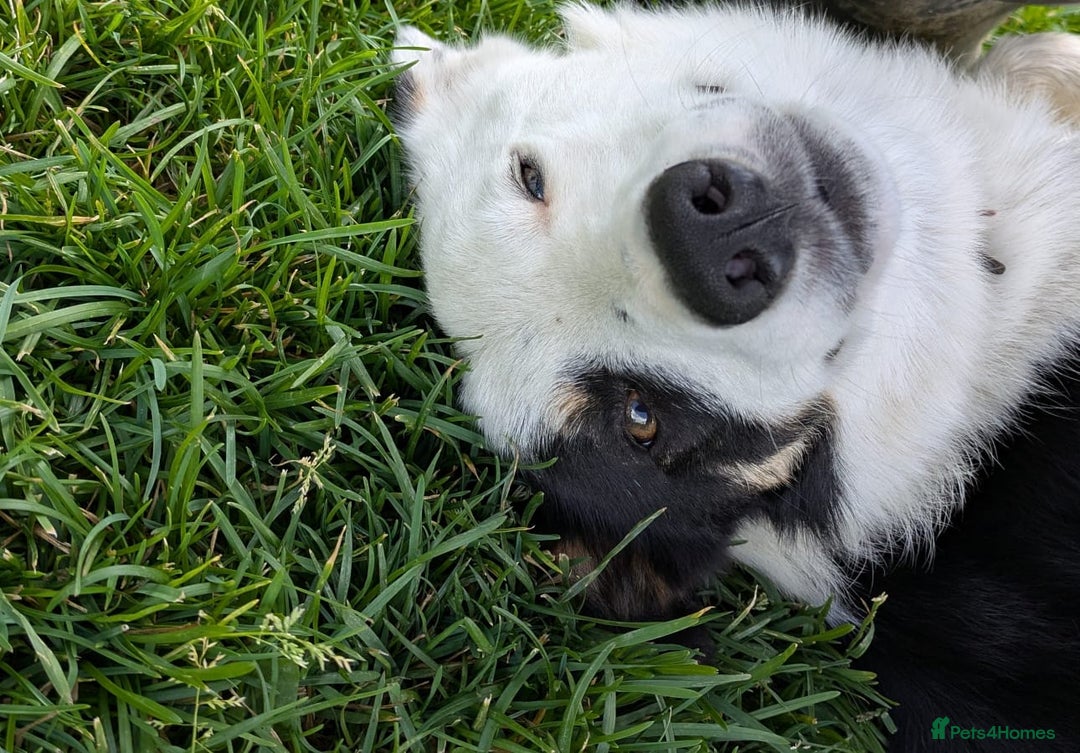 Border Collie dogs for sale: 17 month Border Collie  - Image 7