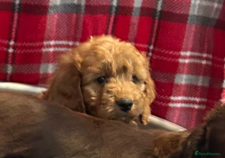 Cockapoo dogs 🐕‍🦺🐶ADORABLE COCKAPOO 🐶 🐕‍🦺 - Advert 4