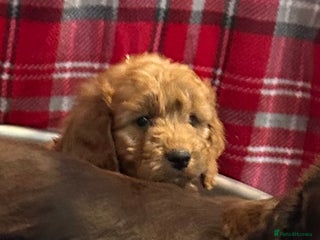 Cockapoo dogs 🐕🦺🐶ADORABLE COCKAPOO 🐶 🐕🦺 - Advert 4