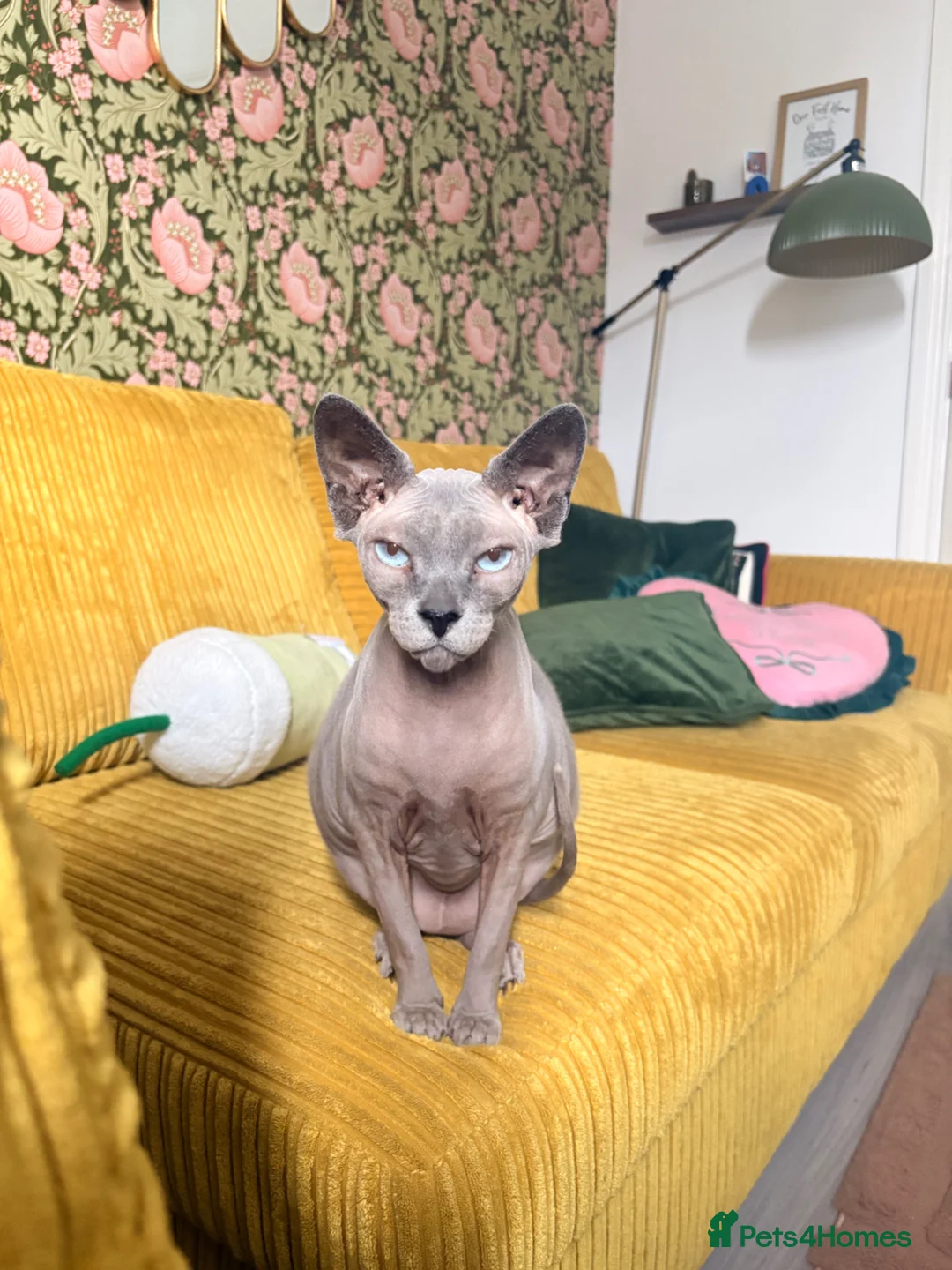 Sphynx cats for sale: Mother and daughter sphnyx - Advert 1