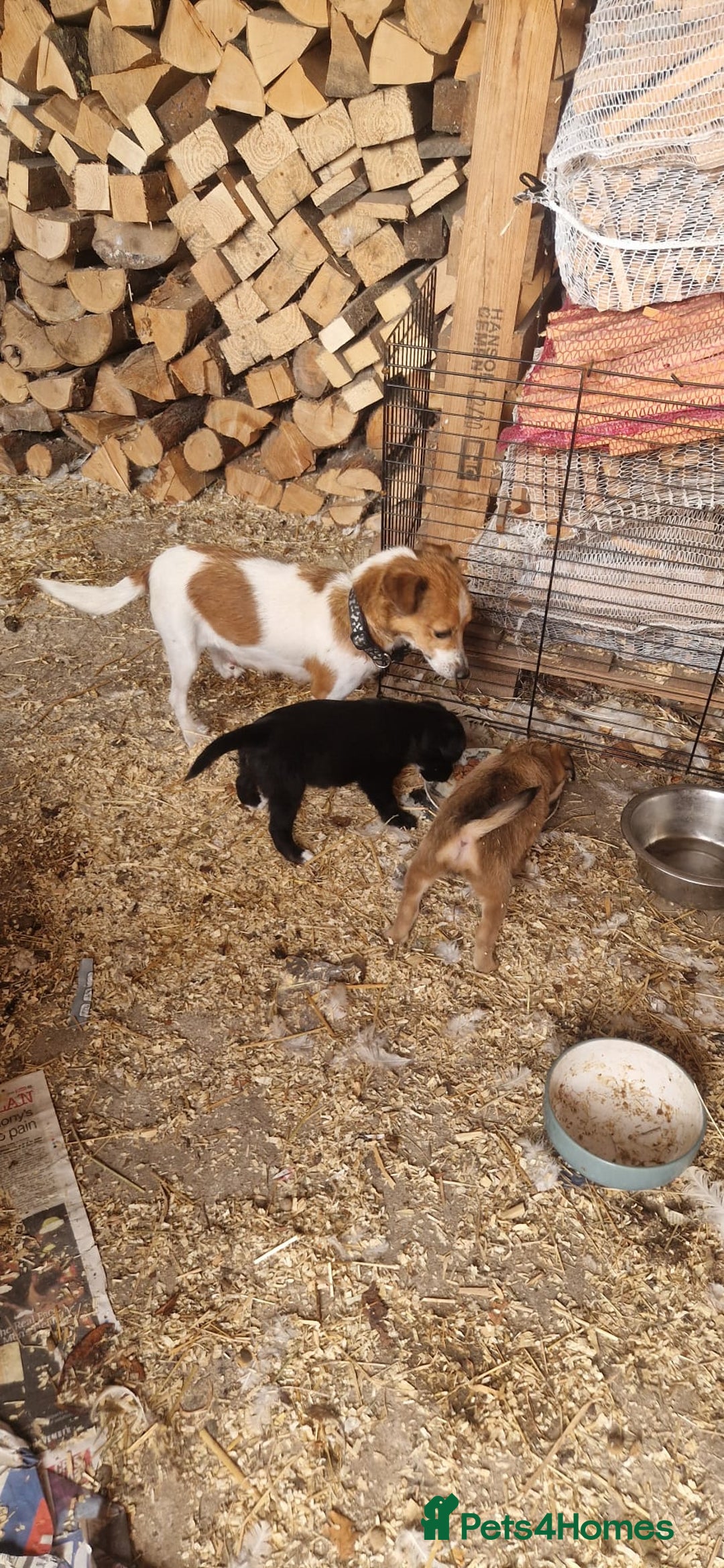 Mixed Breed dogs for sale: 2 female parson terrier x terrier mix - Image 6